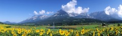 WK 015 Golfplatz-Wilder-Kaiser-mit-Sonnenblumen TVB-Wilder-Kaiser.JPG